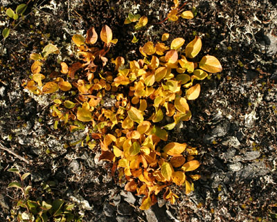 Genus Salix SP.