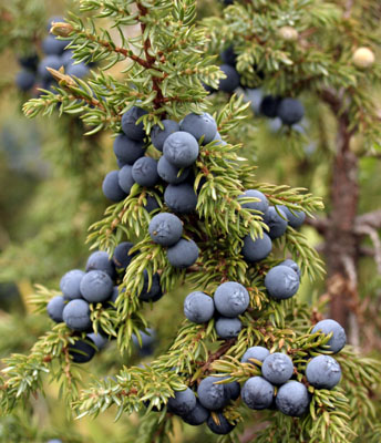 Juniperus sibirica ( )