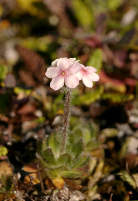  Androsace SP. ()
