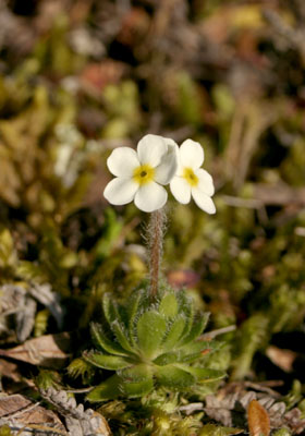  Androsace SP. ()