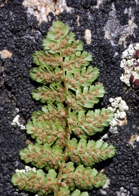 Genus Woodsia SP.