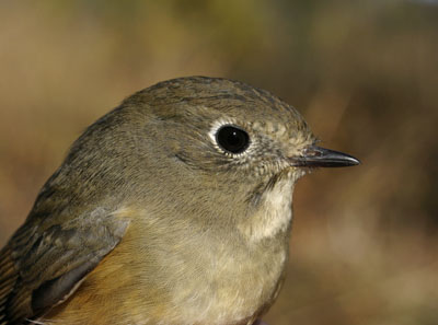 Tarsiger cyanurus (Red-flanked Bluetail)