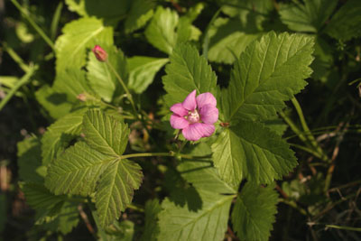 Rubus arcticus ( )