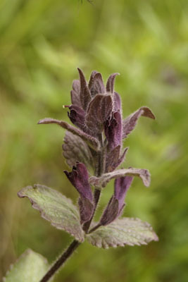 Bartsia alpina ( )