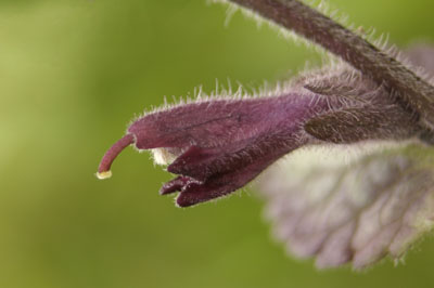 Bartsia alpina