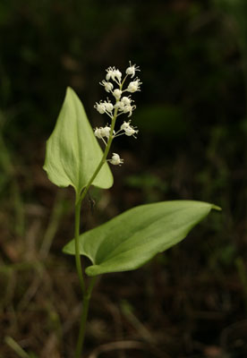Maianthemum bifolium ( )