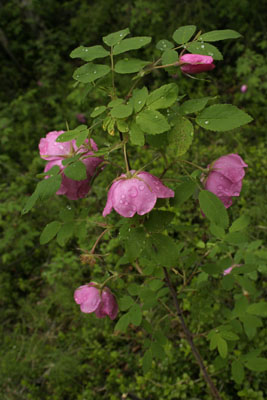 Rosa acicularis ( )