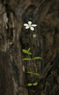 Moehringia lateriflora ( )