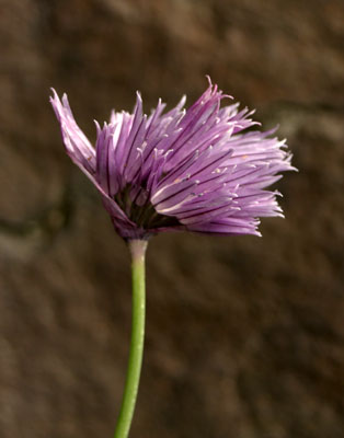 Allium schoenoprasum ( )