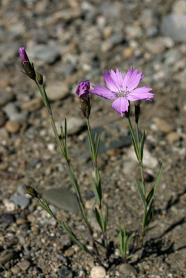 Genus Dianthus SP.