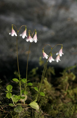 Linnaea borealis ( )