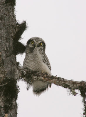 Surnia ulula (Hawk Owl)