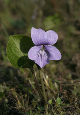 Genus Viola SP.