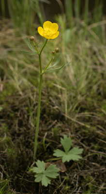 Genus Ranunculus SP.