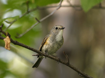 Tarsiger cyanurus (Red-flanked Bluetail)