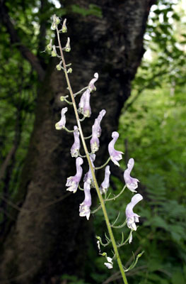 Aconitum septentrionale (  ())