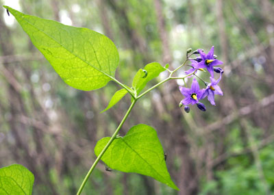 Genus Solanum SP.