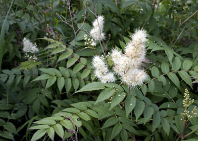 Sorbaria sorbifolia ( )