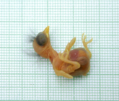 Phylloscopus inornatus (-)