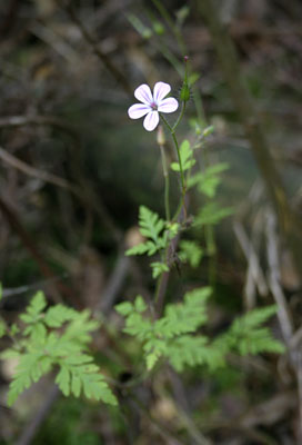 Geranium robertianum ( )