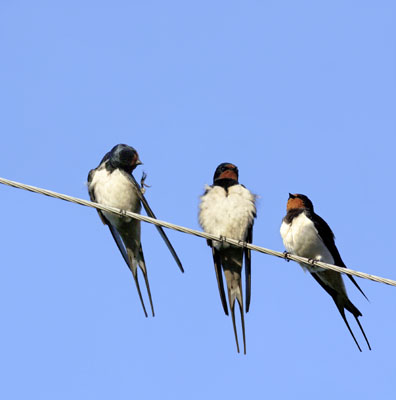 Hirundo rustica (Swallow)