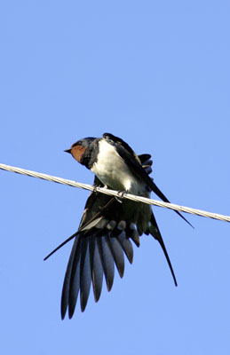 Hirundo rustica (Swallow)