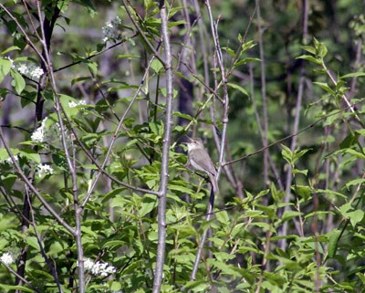 Acrocephalus dumetorum (Blyths Reed Warbler)