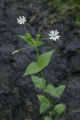 Stellaria nemorum ( )