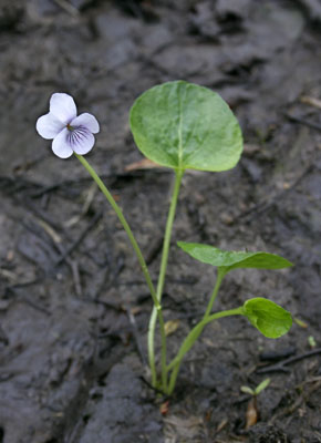 Viola palustris ( )