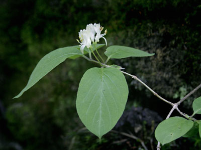 Lonicera xylosteum ( )