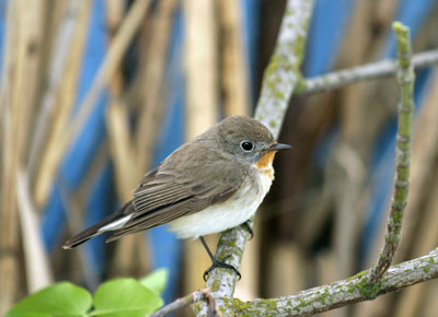 Ficedula parva (Red-breasted Flycatcher)