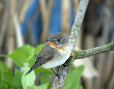 Ficedula parva (Red-breasted Flycatcher)