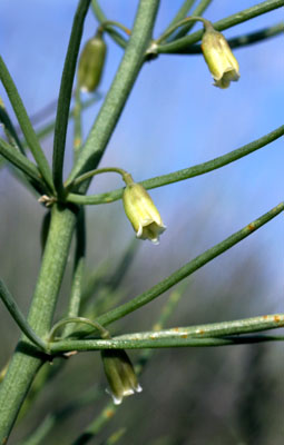 Genus Asparagus SP.
