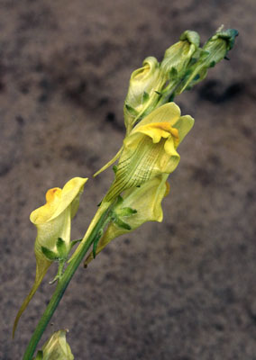 Linaria macroura