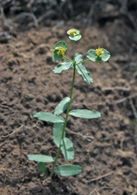 Genus Euphorbia SP.