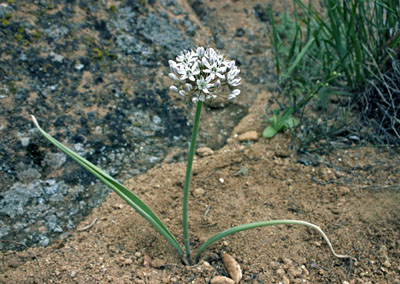 Allium tulipifolium ( )