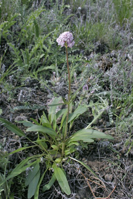 Valeriana tuberosa ( )