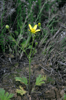 Genus Ranunculus SP.