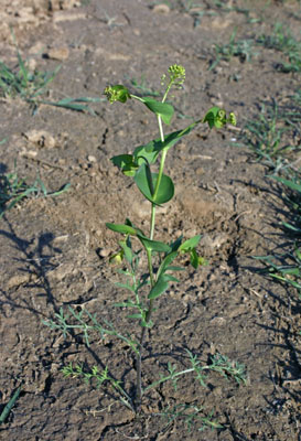 Lepidium perfoliatum ( )