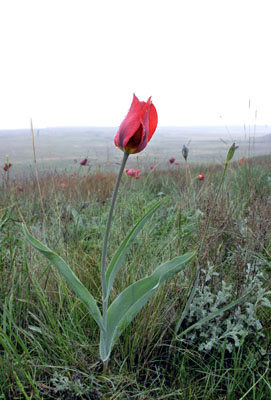 Tulipa gesneriana ( )