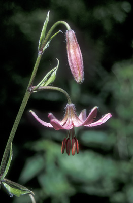 Lilium pilosiusculum ( )