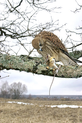 Falco tinnunculus ( )