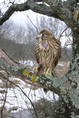 Falco tinnunculus (Kestrel)