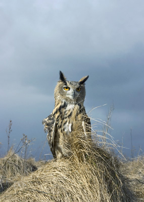 Bubo bubo (Eagle Owl)