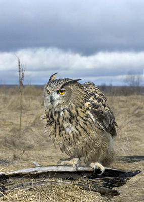 Bubo bubo (Eagle Owl)