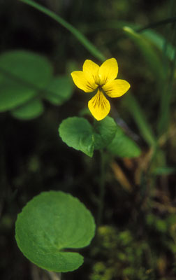 Viola biflora ( )