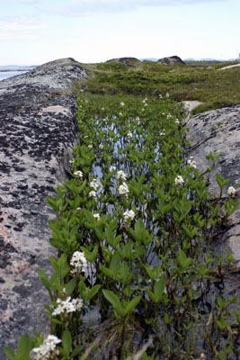 Menyanthes trifoliata ( )