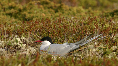 Sterna paradisaea (Arctic Tern)