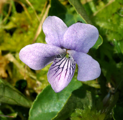 Viola palustris ( )