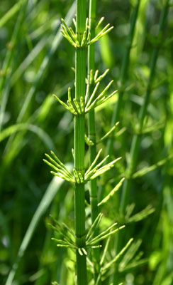 Equisetum fluviatile ( )